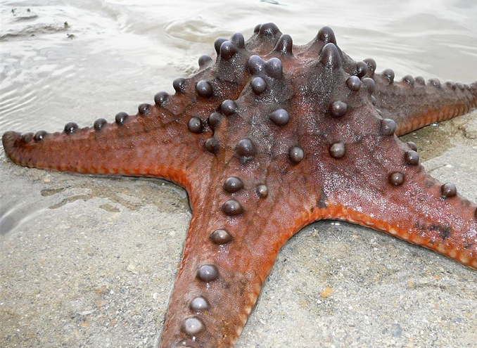 Photograph of a sea star